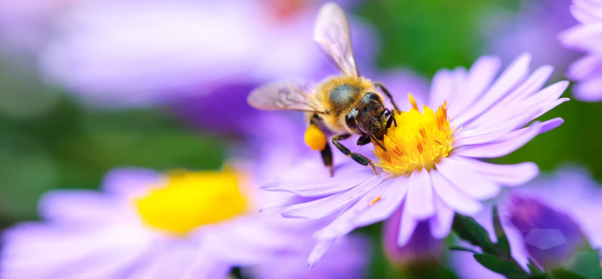 Biene auf einer lila Blume