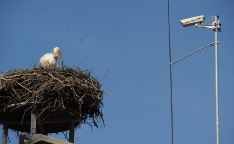 Die Storchenbaby-Kamera filmt einen Storch, der im Nest sitzt