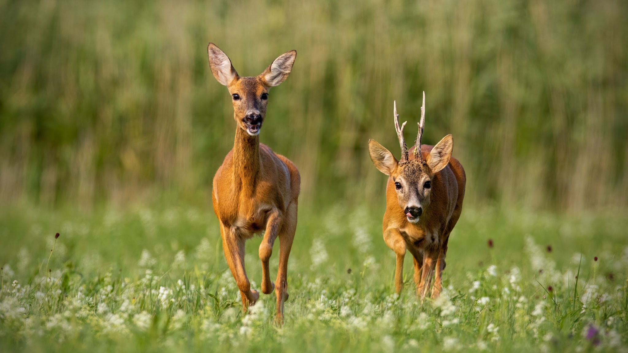 Rehe (c) AdobeStock